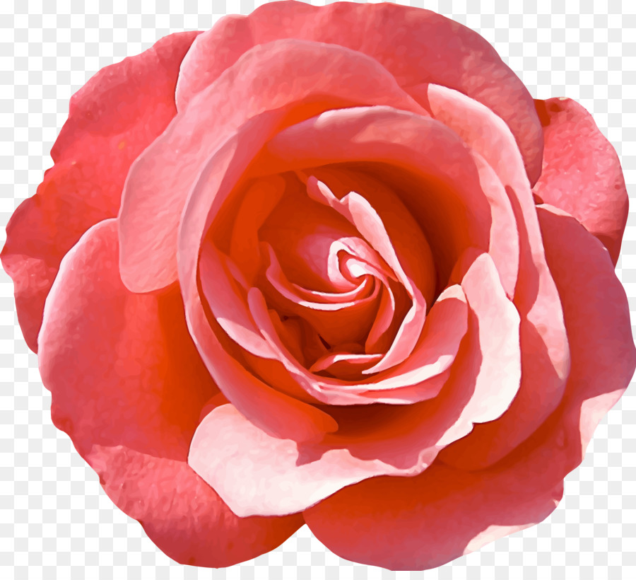 Rosa，As Rosas Do Jardim PNG