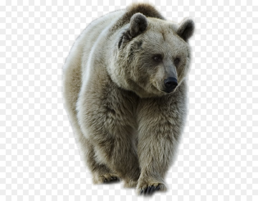 Urso Polar，Branco PNG