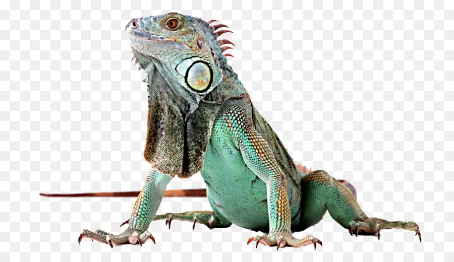 Lagarto，Répteis PNG