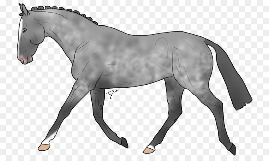 Cavalo，Equino PNG