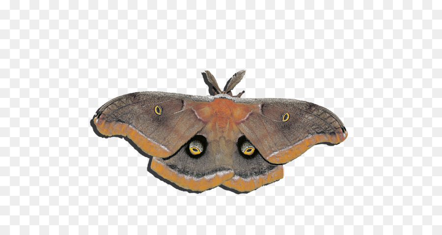 Borboleta，Traça PNG