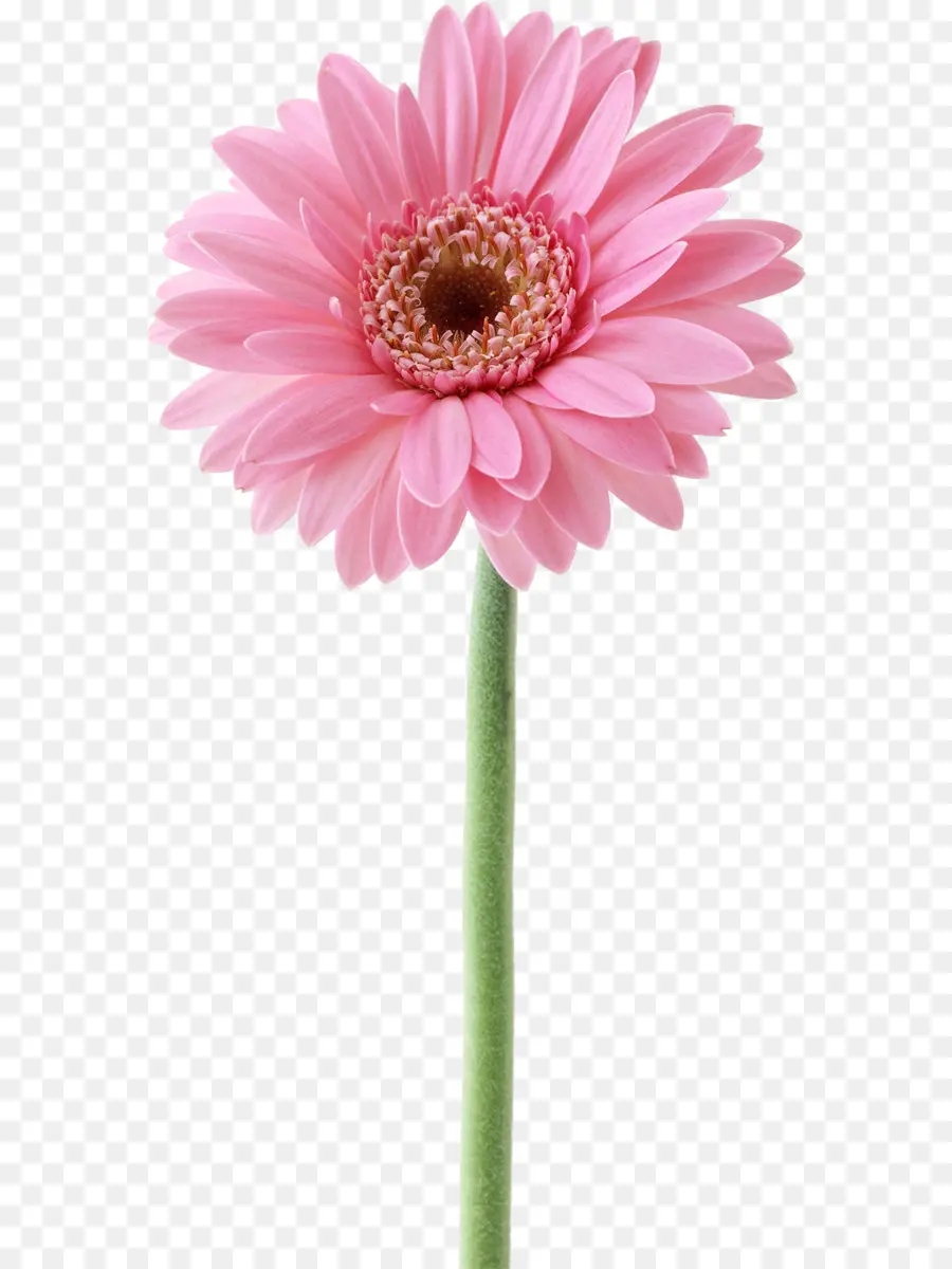 Flor Rosa，Tronco PNG