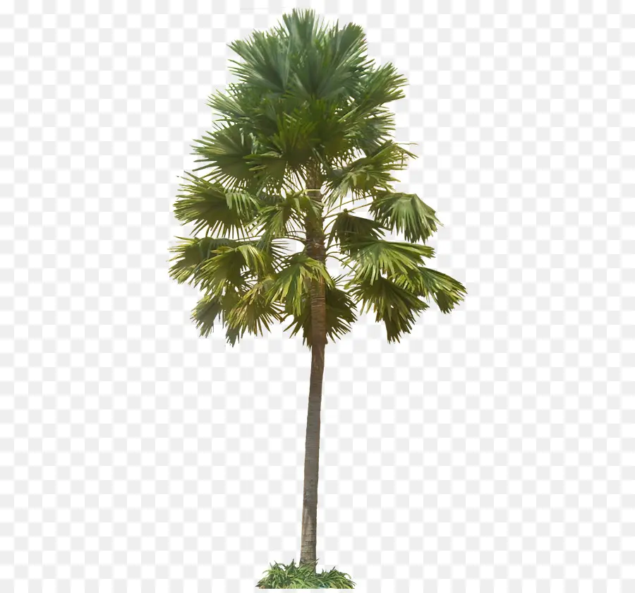 Palmyra Asiática Palm，Arecaceae PNG