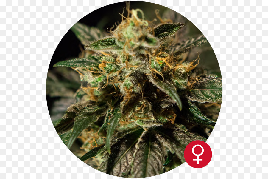 Cannabis，Kush PNG