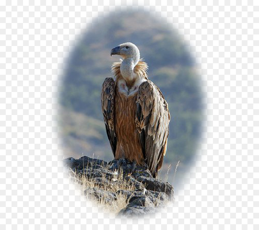 águia Careca，Urubu PNG