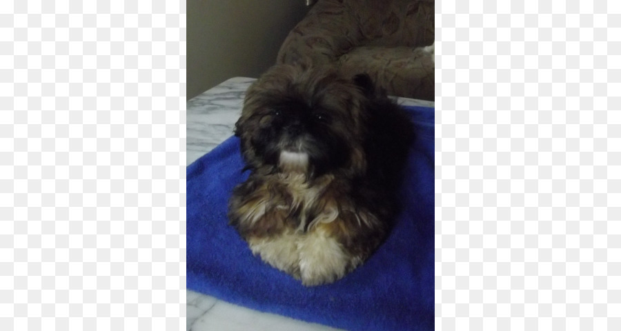 Shih Tzu，Bolonka PNG