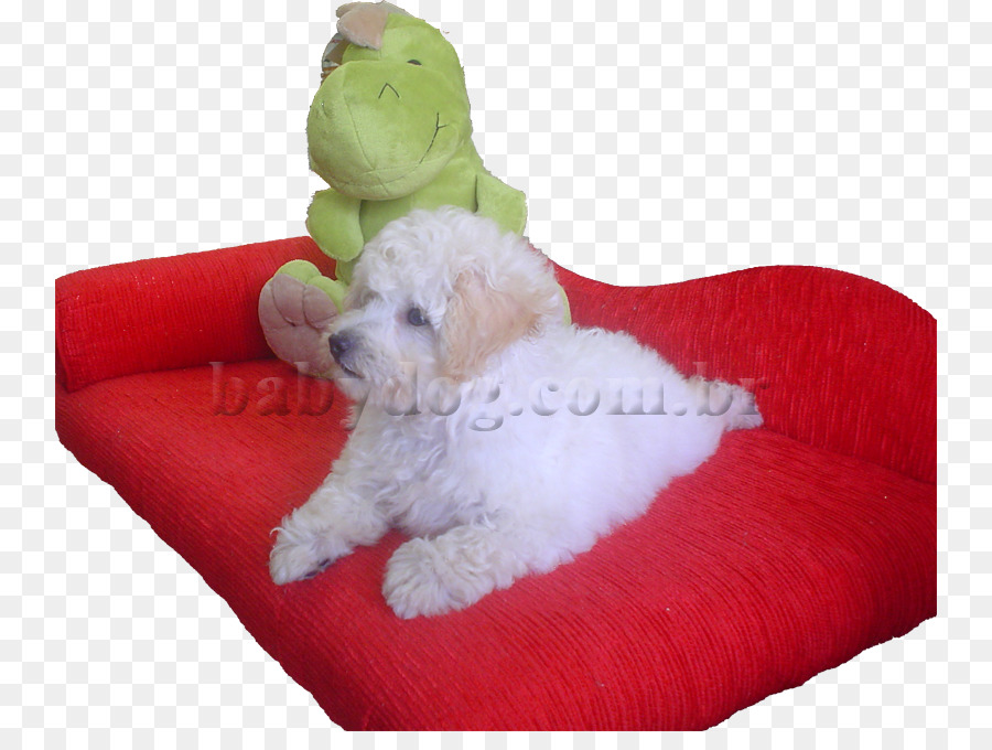 Cão Maltês，Goldendoodle PNG