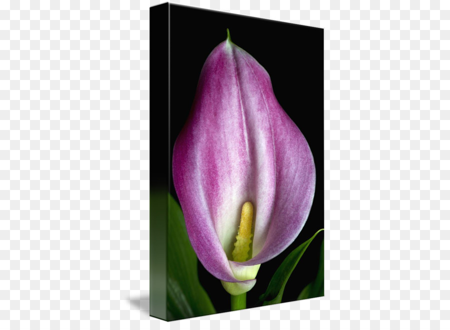 Tulip，Papel De Parede Da área De Trabalho PNG