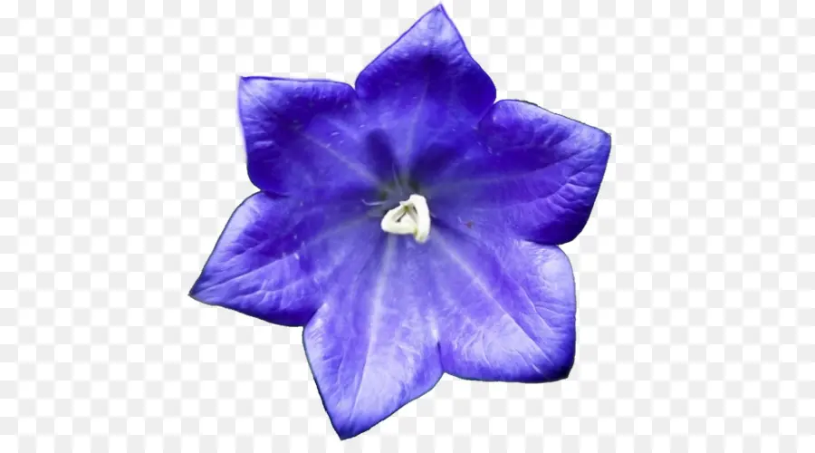 Harebell，Nenhum PNG