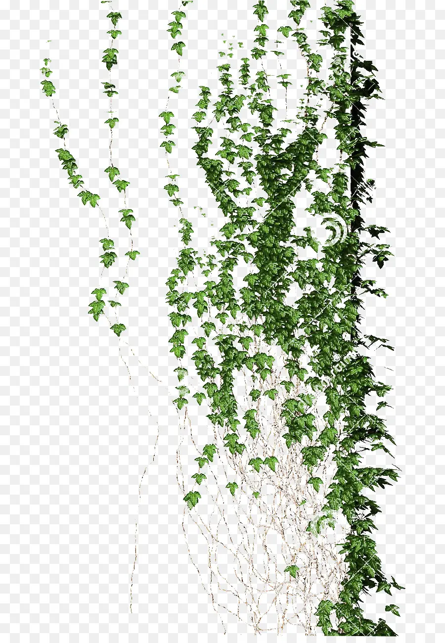 Planta Trepadora，Videira PNG