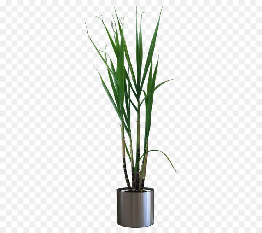 Flowerpot，Planta De Casa PNG