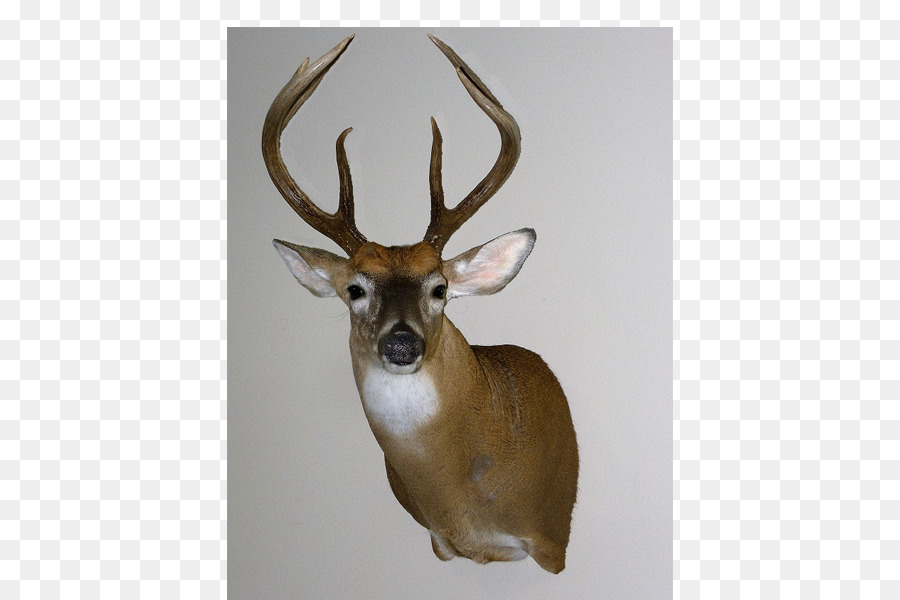 Whitetailed Veado，Veado PNG