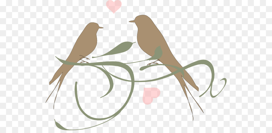 Lovebird，Aves PNG