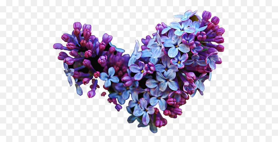 Flores，Florescer PNG