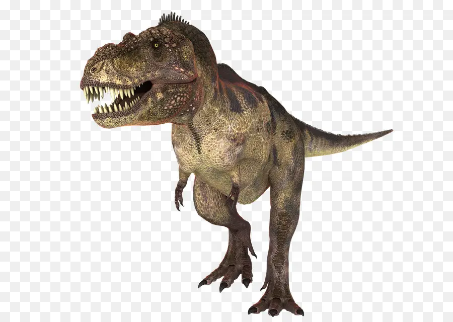 Tiranossauro Rex，Dentes PNG