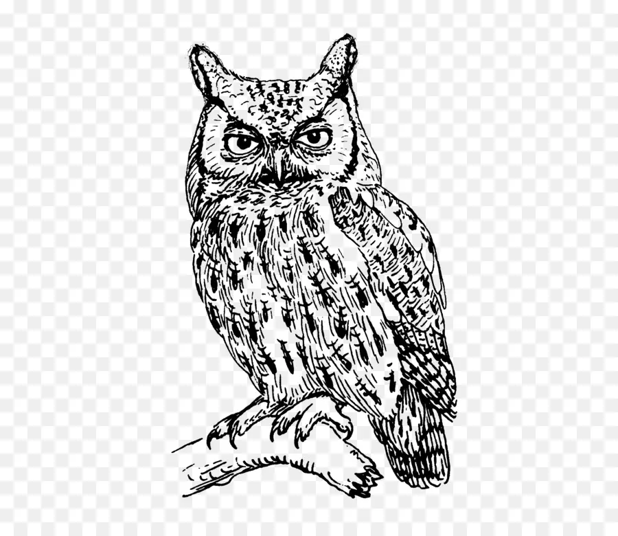 Coruja，Oriental Screech Owl PNG