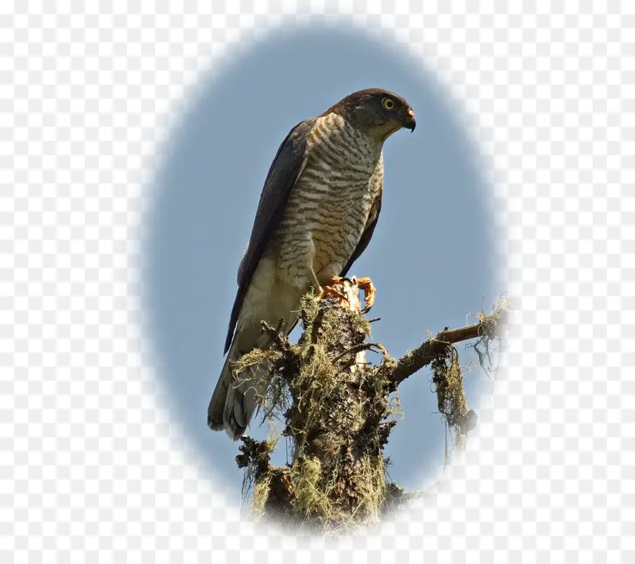 Falcão，Pássaro PNG