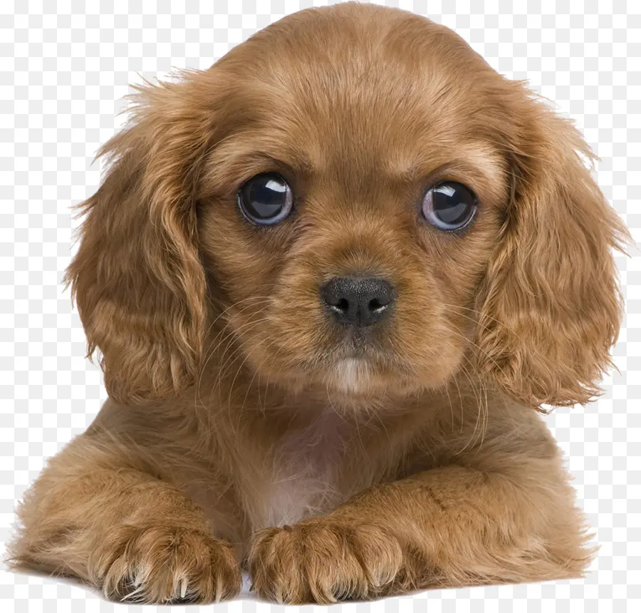 Cavalier King Charles Spaniel，Filhote De Cachorro PNG