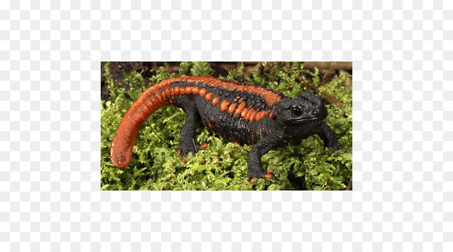 Newt，Anfíbios PNG