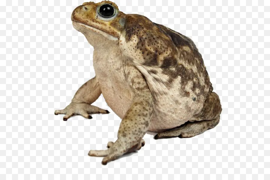 American Bullfrog，Sapo PNG