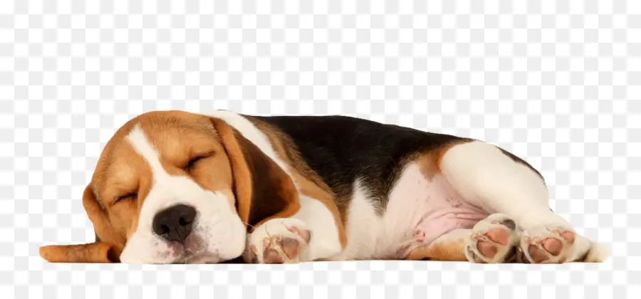 Beagle，Filhote De Cachorro PNG