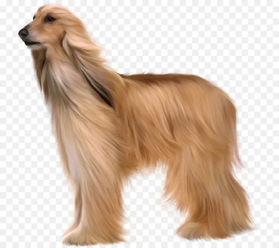 Afghan Hound，Samoyed Cão PNG