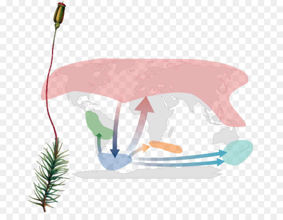 Antártica，Moss PNG