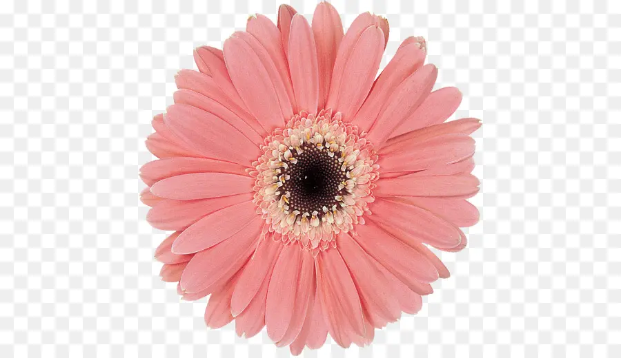 Transvaal Daisy，Flores De Corte PNG