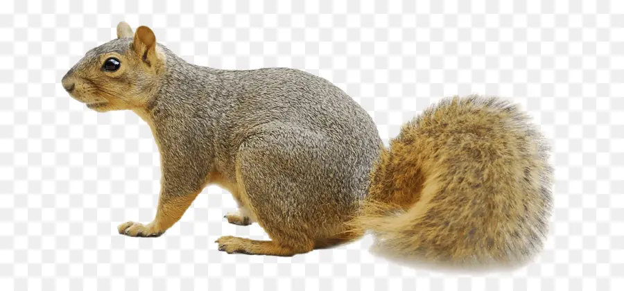 Fox Esquilo，Esquilo PNG