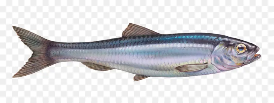 Peixe，Mar PNG