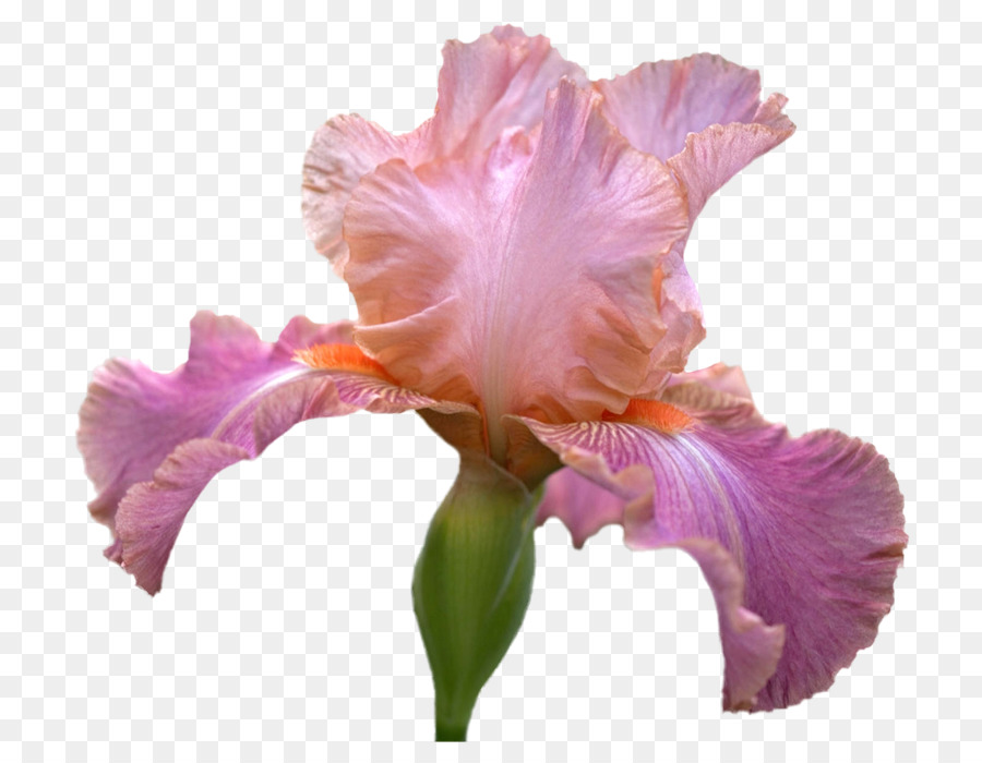 íris，Flor PNG