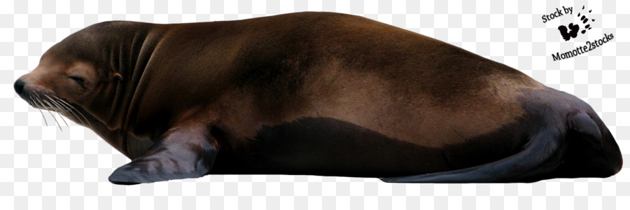 Foca Adormecida，Marinho PNG