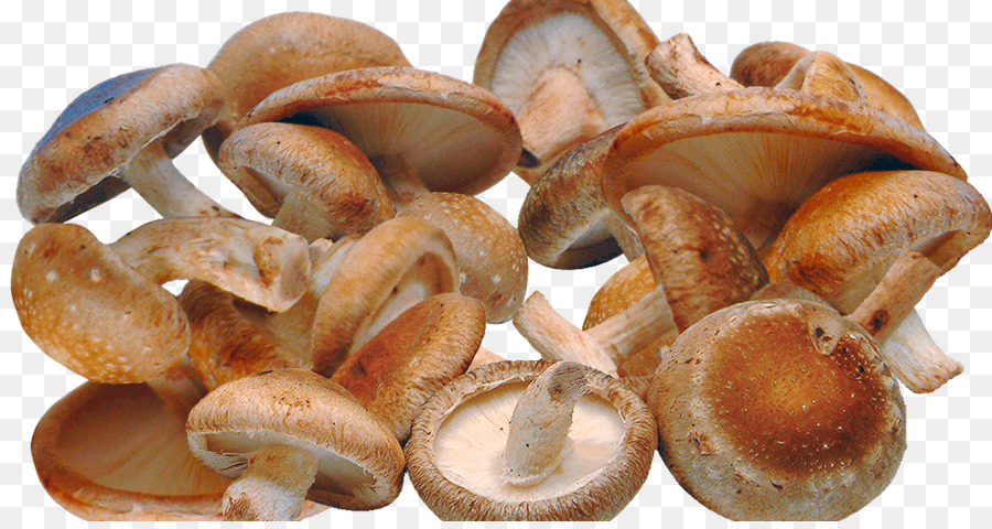 Shiitake，Cogumelo PNG