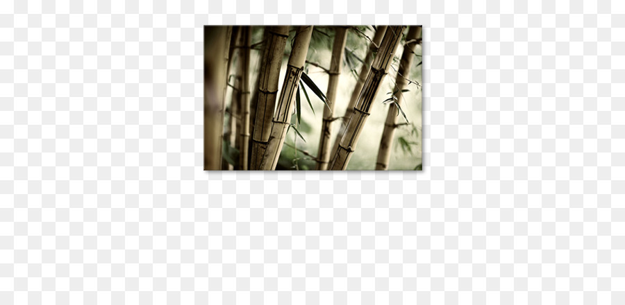 Tropical Woody Bambus，Pintura PNG