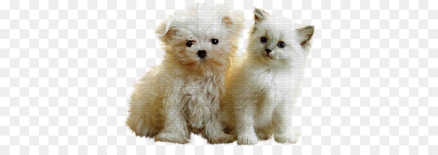 Filhote De Cachorro，Pomeranian PNG