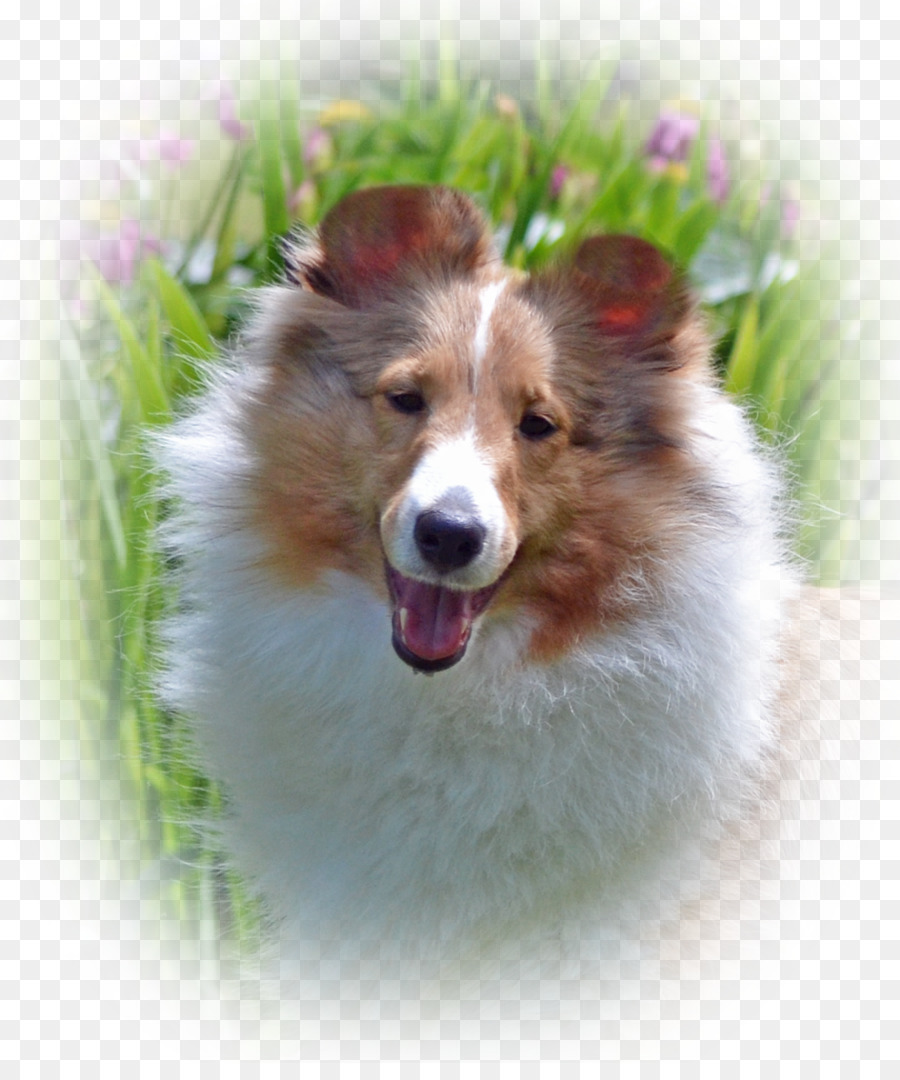 Shetland Sheepdog，Islandês Pastor PNG