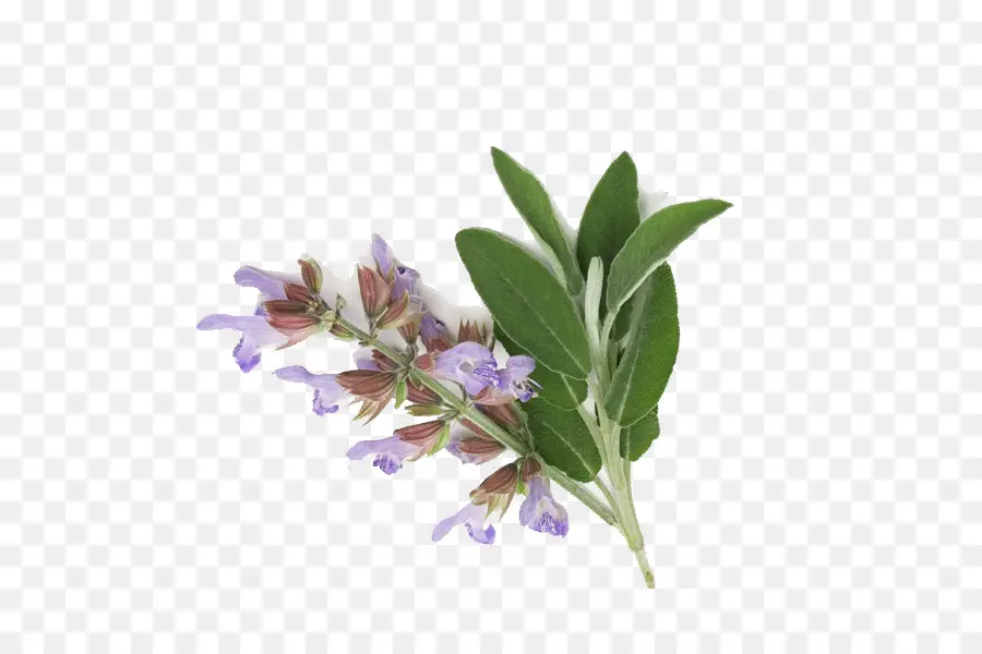 Clary，Sage Oil PNG
