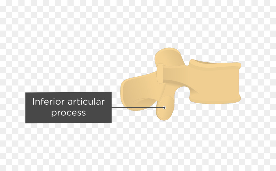 Articular Processos De，Processo PNG