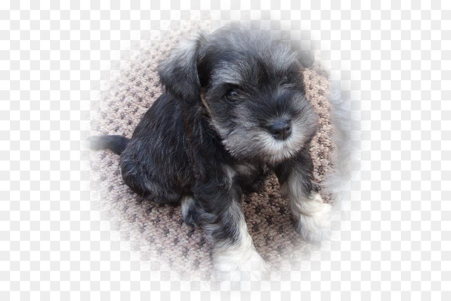 Schnauzer Miniatura，Schnauzer Standard PNG