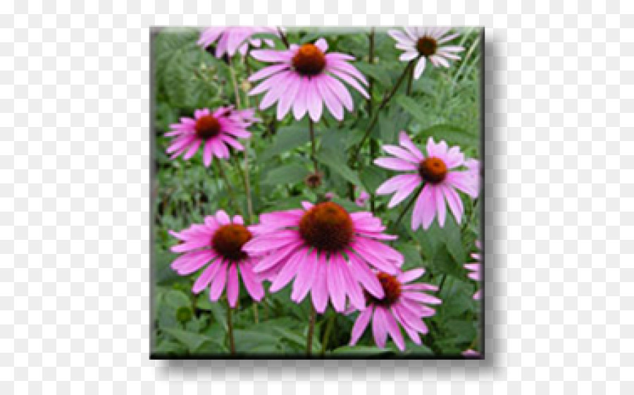 Aloe Vera，Coneflower Roxo PNG