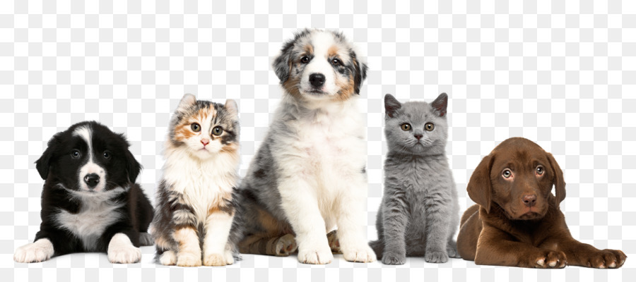 Filhote de cachorro gatinho gato sons de animais: bebê fazenda jogo cão,  gato, gato como mamífero, animais, carnívoro png