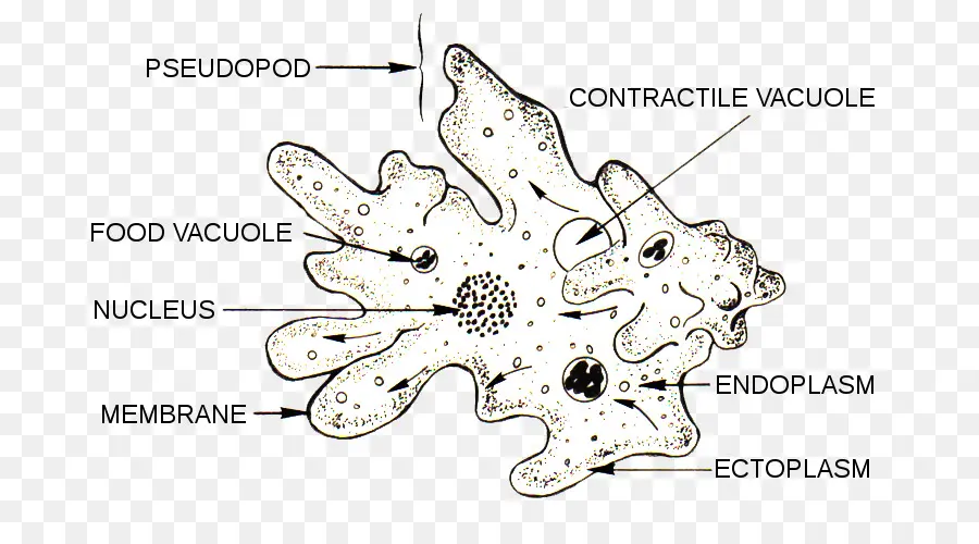 Ameba，Microscópio PNG