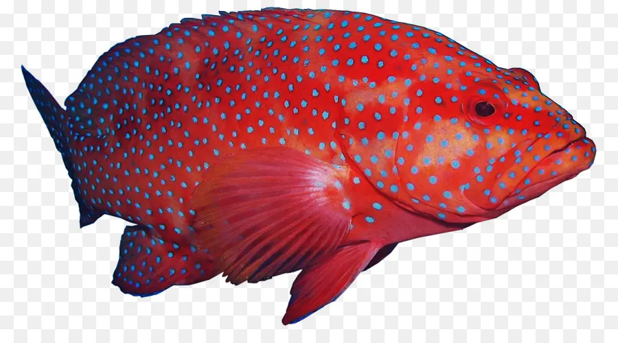 Peixe，Jubarte Garoupa PNG