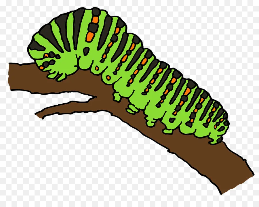 Caterpillar，Borboleta PNG