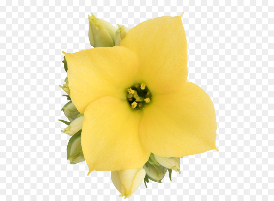 Narciso，Amarelo PNG