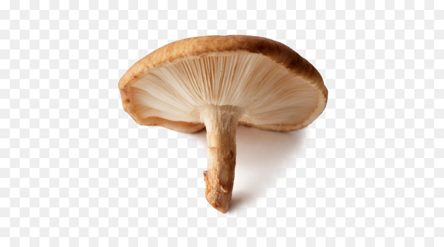 Cogumelos，Fungos PNG