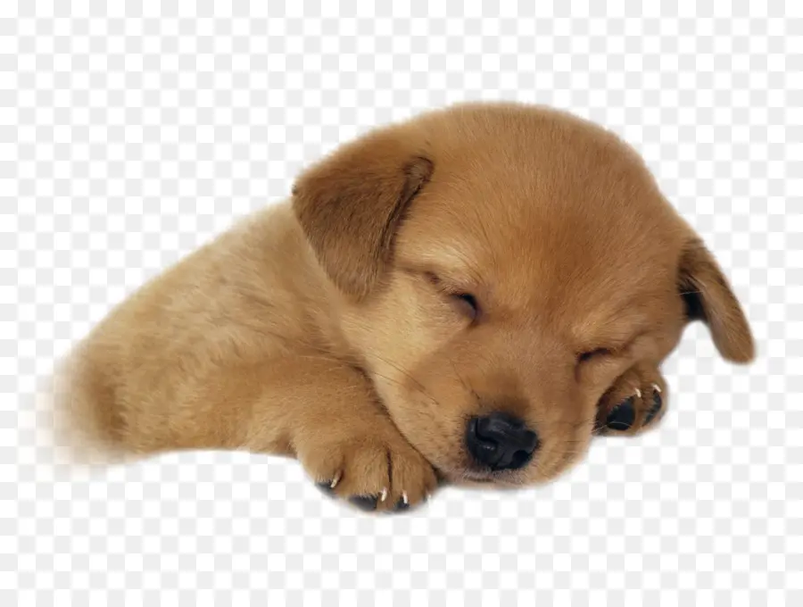 Filhote De Cachorro，Golden Retriever PNG