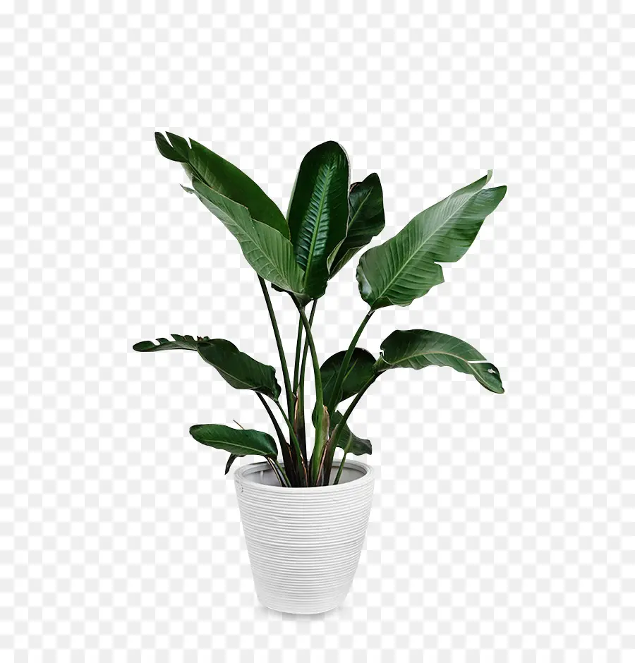 Planta Em Vaso Verde，Folhas PNG