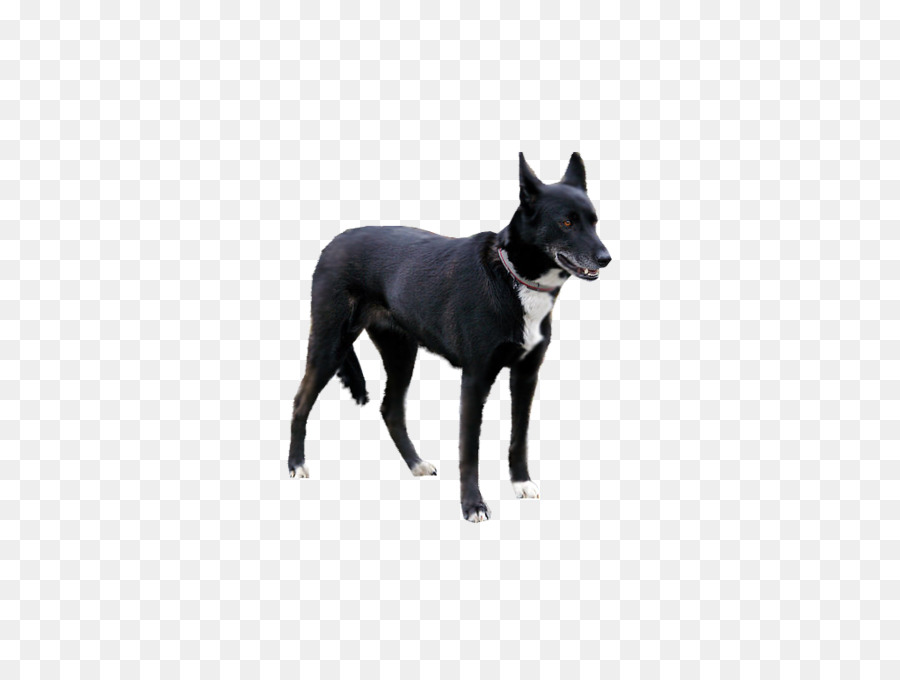 Raça Do Cão，Patterdale Terrier PNG
