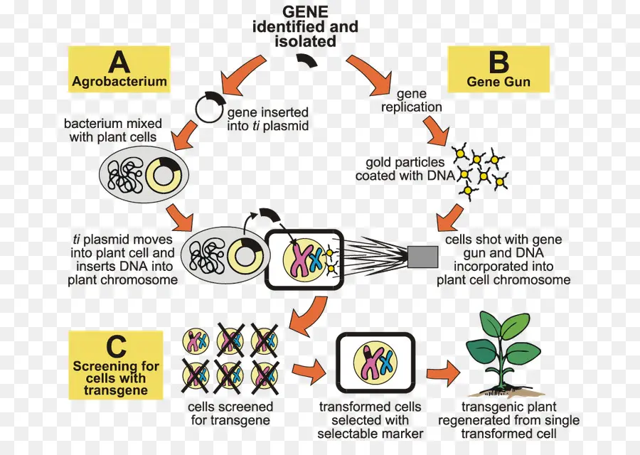 Agrobacterium Tumefaciens，A Engenharia Genética PNG